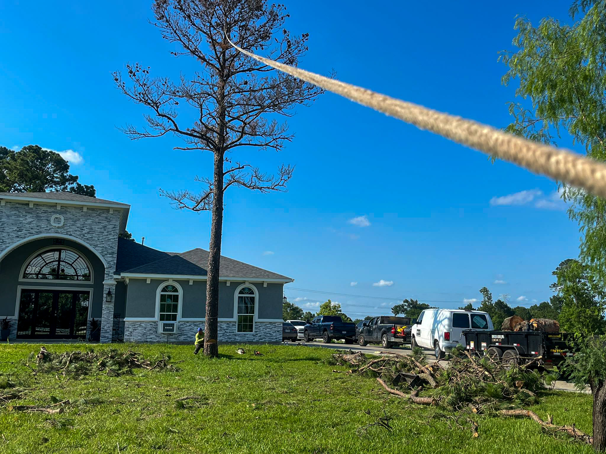 Tall tree roped and ready to be safely removed