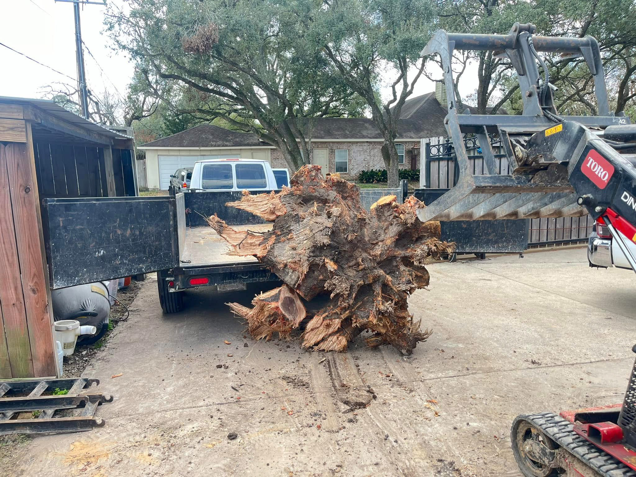 Root ball of a tree loaded into truck for disposal