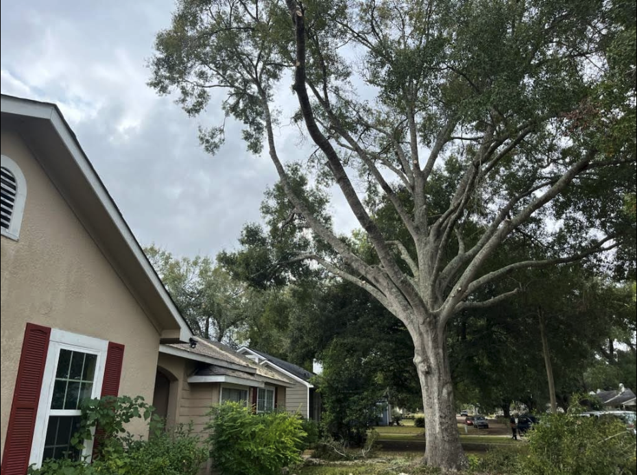 Beautiful tree canopy after trimming and pruning